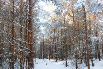 Snowy forest scene displaying tall tree trunks laden with snow and deep snow on the ground. Sunlight appearing through upper branches. 