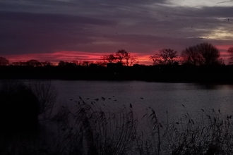 Woodberry Wetlands Sunrise January 2022 - view of dark trees and vegetation with pink and red sky behind as sun is beginning to rise