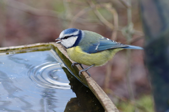 A blue tit perched on the side of a bird bath after taking a drink of water