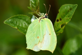 Brimstone butterfly Mattew Rich