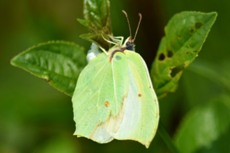 Brimstone butterfly Mattew Rich 