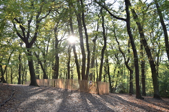 Trees in a row with fencing below them and the sun peeking through