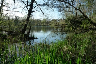 A view across the water at Denham Lock Wood. There are trees and aquatic vegetation around the water