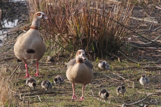 Two adult Egyptian geese with seven goslings 