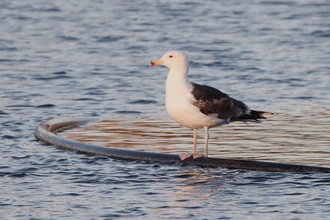 A great black-backed gull perched on a pipe in the water 