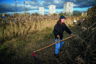 People using scythes to maintain the reedbeds at Woodberry Wetlands. Buildings can be seen in the background.