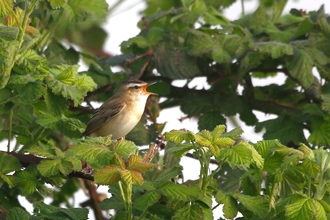 Sedge warbler perched in bramble bush singing