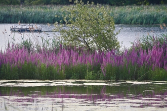 Purple loosestrife surrounded by water at Woodberry Wetlands, with the reedbeds in the distance behind