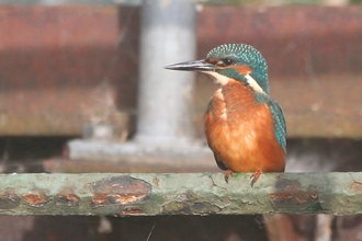 A kingfisher perched on a bar 
