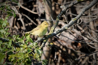 A willow warbler perched on a branch 