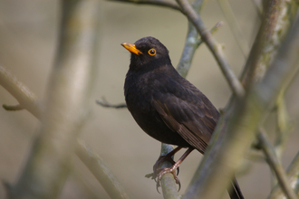 A blackbird perched on a small branch