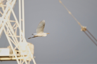 A great white egret in flight against a greyish sky with a metal pylon in the background.