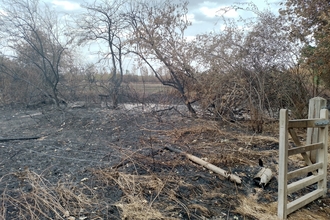 A wildfire damaged meadow 