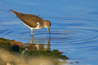 A common sandpiper dips its beak into the water