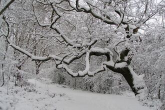 One Tree Hill in the snow