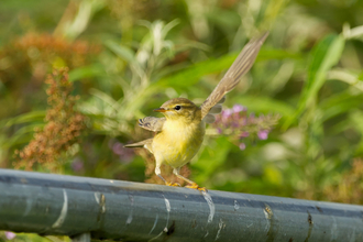 A willow warbler sits on a metal pole