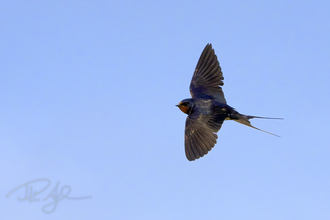 a swallow flies through the sky, with its wings spread
