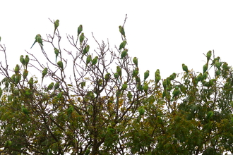 a flock of parakeets sitting in the top of a tree