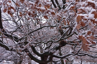 Snowy trees in the Great North Wood