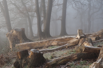 Trees and stumps in the Great North Wood