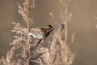 A reed bunting perched on a reed