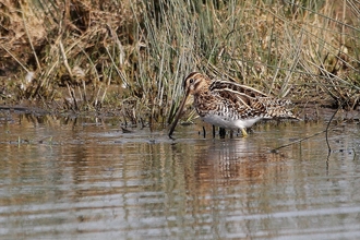 A common snipe wading with its beak in the water 