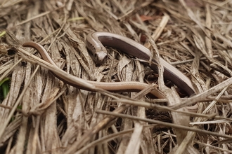 Slow worm