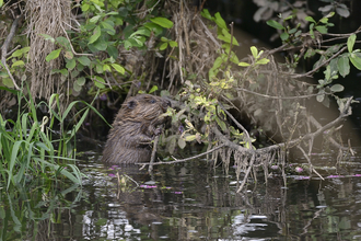 a beaver sat in a body of water holding a branch in its mouth, surrounded by vegetation