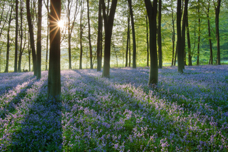 A carpet of bluebells amongst a brightly lit woodland area