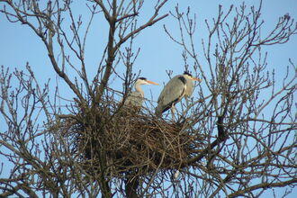 Two grey herons, with grey back feather, with long legs a long, white neck, bright yellow bill and a black eyestripe, stand in their large nest constructed from branches atop a tree 