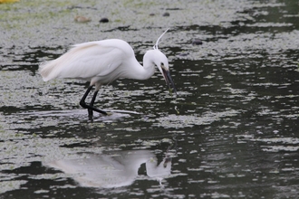 A large white feathered bird, with long black legs and beak, wading in muddy water