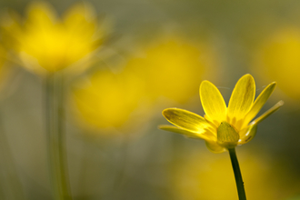 The yellow flower of a lesser celandine with blurred yellow flowers behind