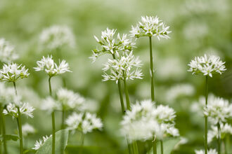 Starry white wild garlic flowers 