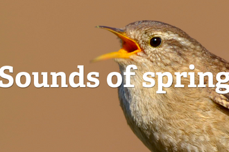 Sounds of spring on a background of a wren singing