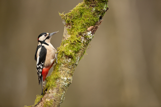 A woodpecker with a black topped head and wings with a red undercoat stands on a moss covered branch