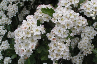 White hawthorn blossom