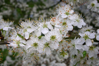 A wild cherry blossom tree with tight clusters of white flowers 