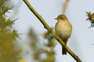 A chiffchaff sits atop a slanted branch
