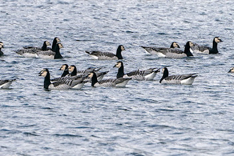 A group of barnacle geese sat atop water