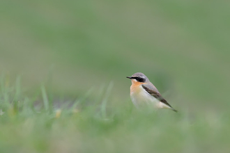 A wheatear stands amongst grass