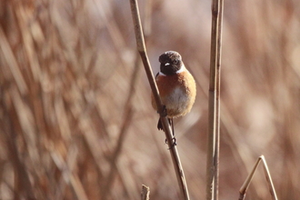 A male stonechat perched on a thin reed