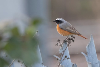 A common redstart stood atop a fence it has a grey back and orange belly