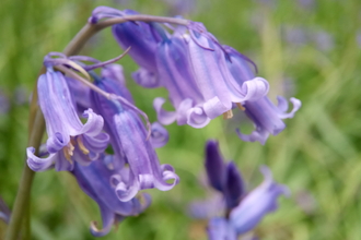 a close up of a blue bell flower with fluted purple petals