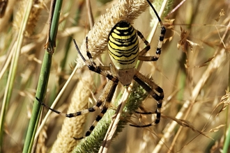 Female wasp spider