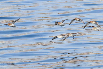 A flock of seven sanderling birds flying across water