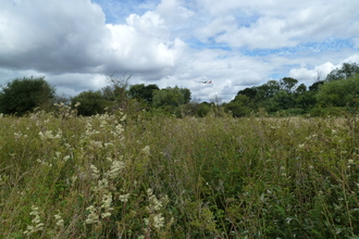 Long grass at Huckerby's Meadows nature reserve with trees in the distance and a plane flying overheard