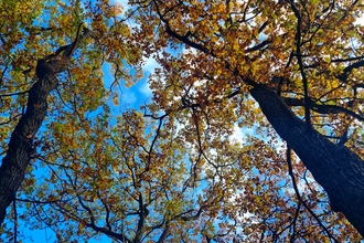 Tree canopy, Grangewood Park