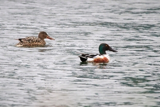 a male and female shoveler swim next to each other on the water, both have long extended beaks, the male has a green head a tan and brown body whilst the female is a pale brown speckled colour