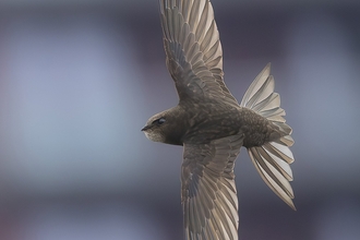 A swift with its grey wings outspread swoops through the sky
