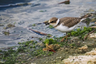 Little Ringed Plover 